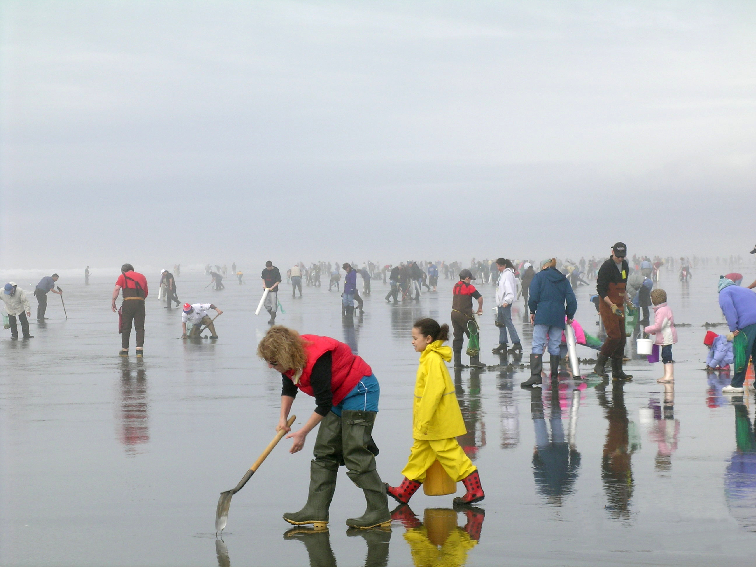 WDFW approves razor clam digging at Long Beach beginning Thursday